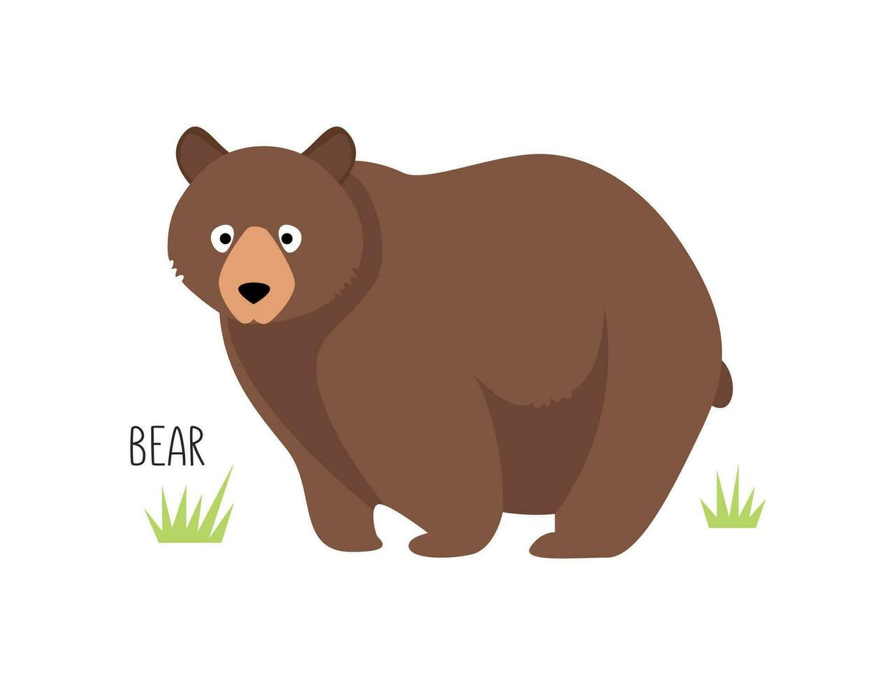 Vector flat illustration of wild forest animal, bear. Illustration isolated on white background.