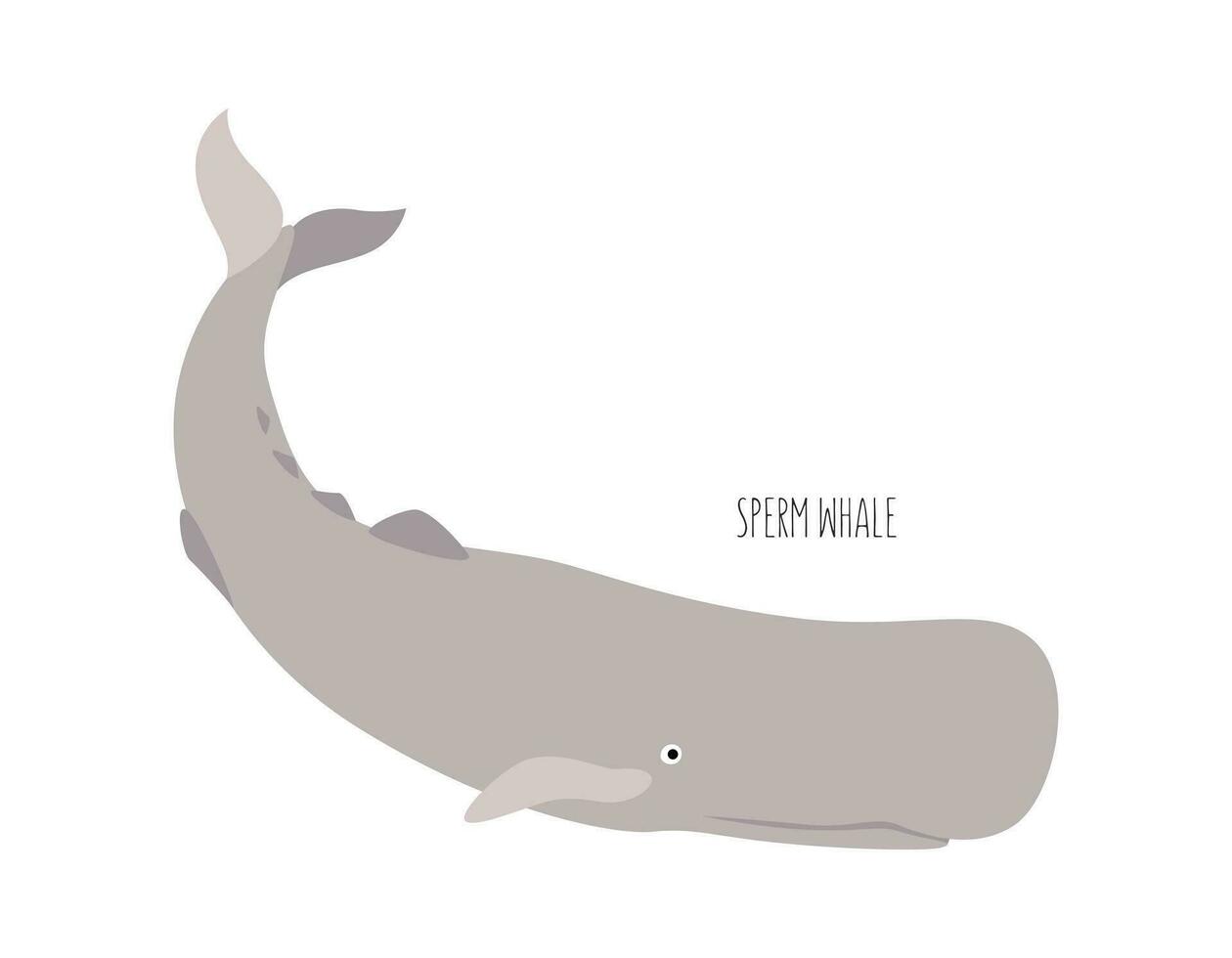 Marine animal, sperm whale isolated on white background. underwater inhabitants. Flat vector cartoon