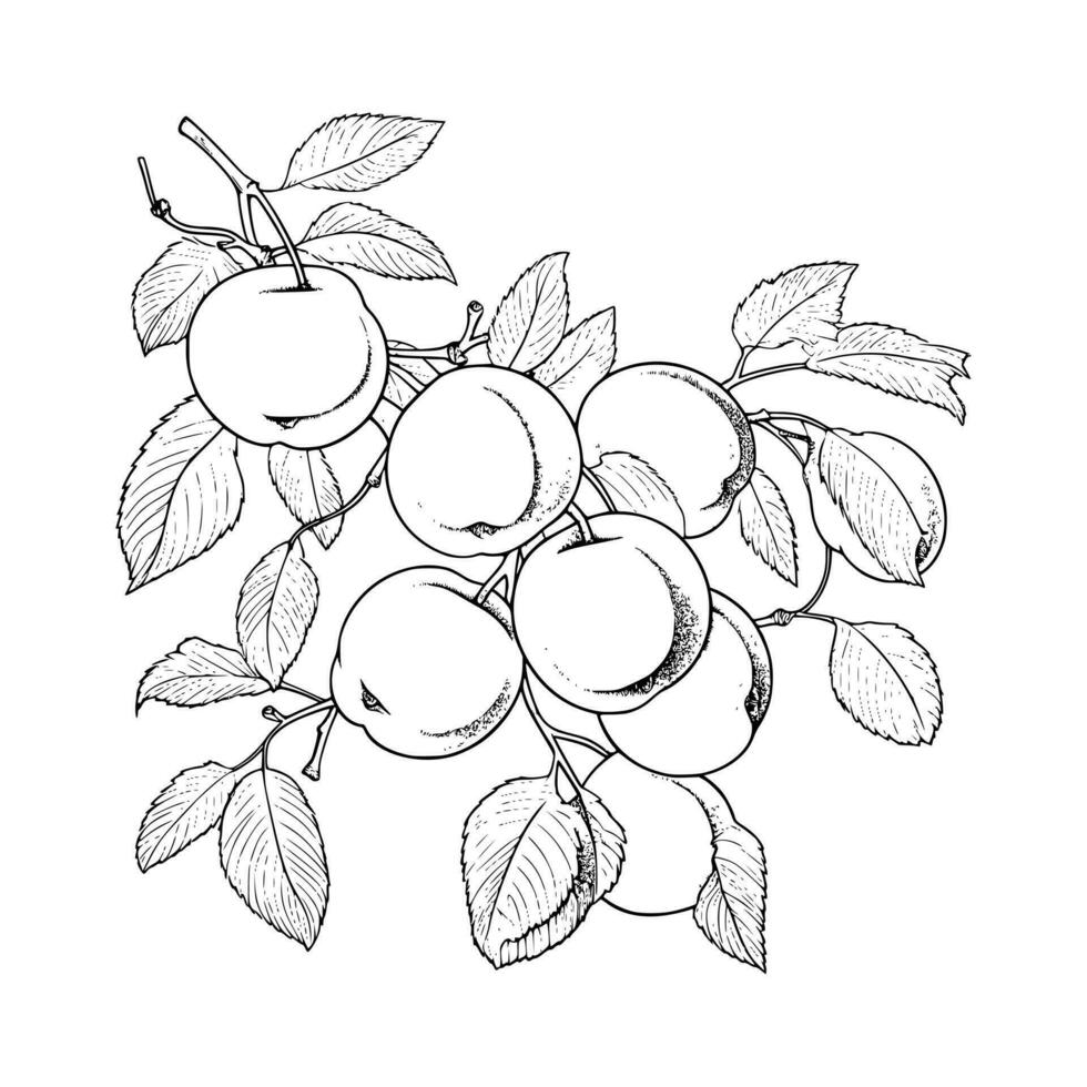 Apricot Coloring Page For Kids 27497628 Vector Art at Vecteezy