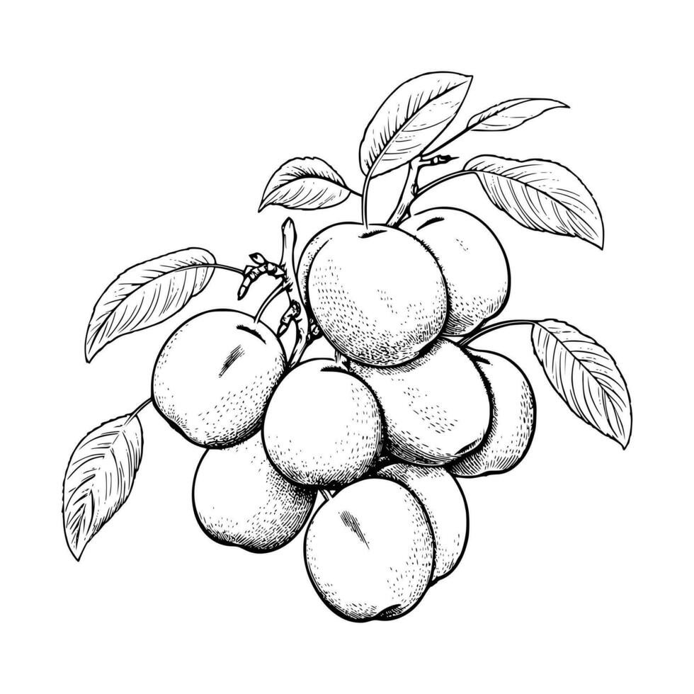 Apricot Coloring Page For Kids 27497638 Vector Art at Vecteezy