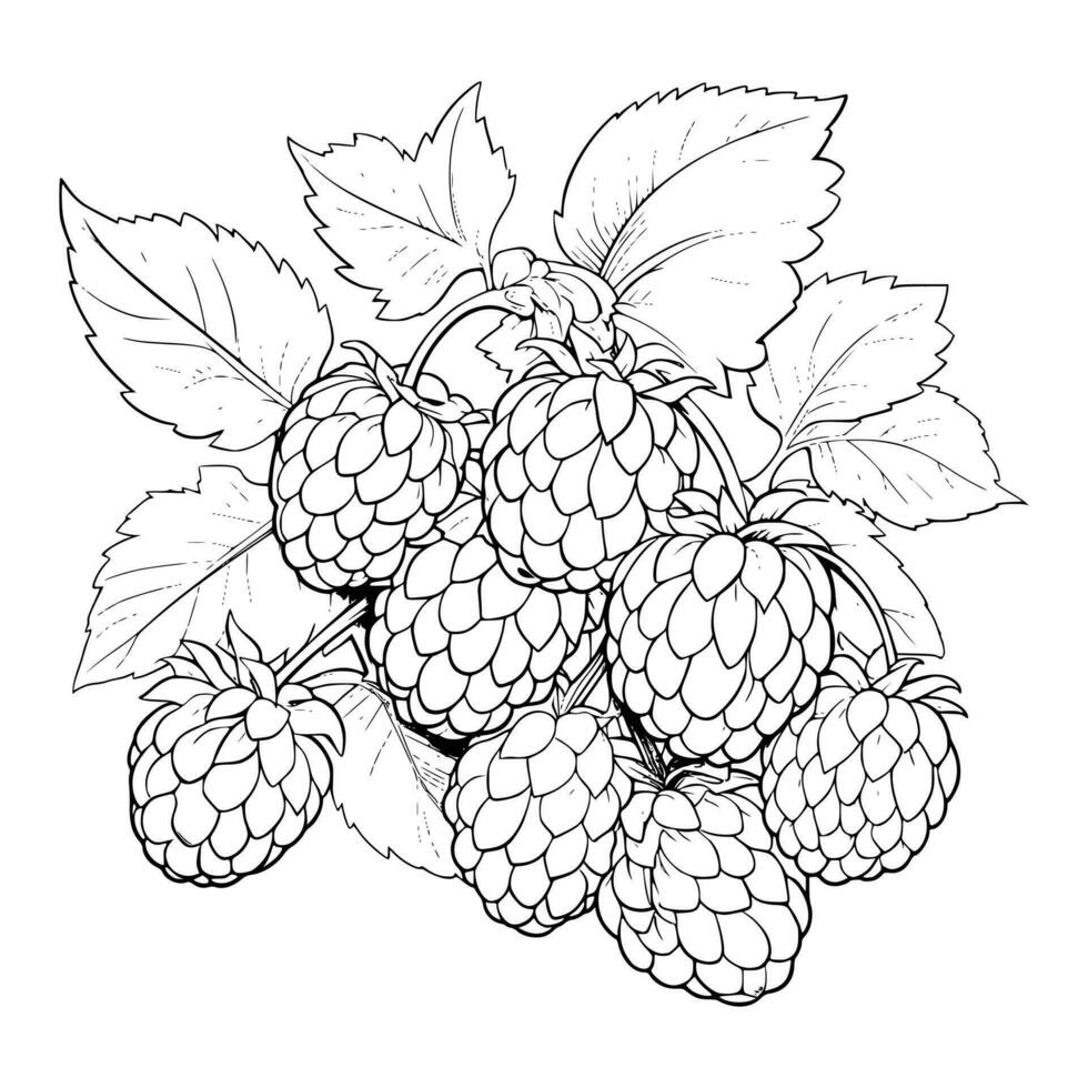 Blackberry Coloring Pages for Kids vector