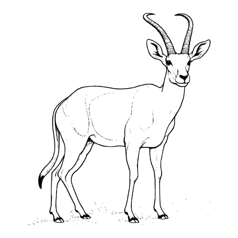 Antelope Coloring Pages For Kids vector