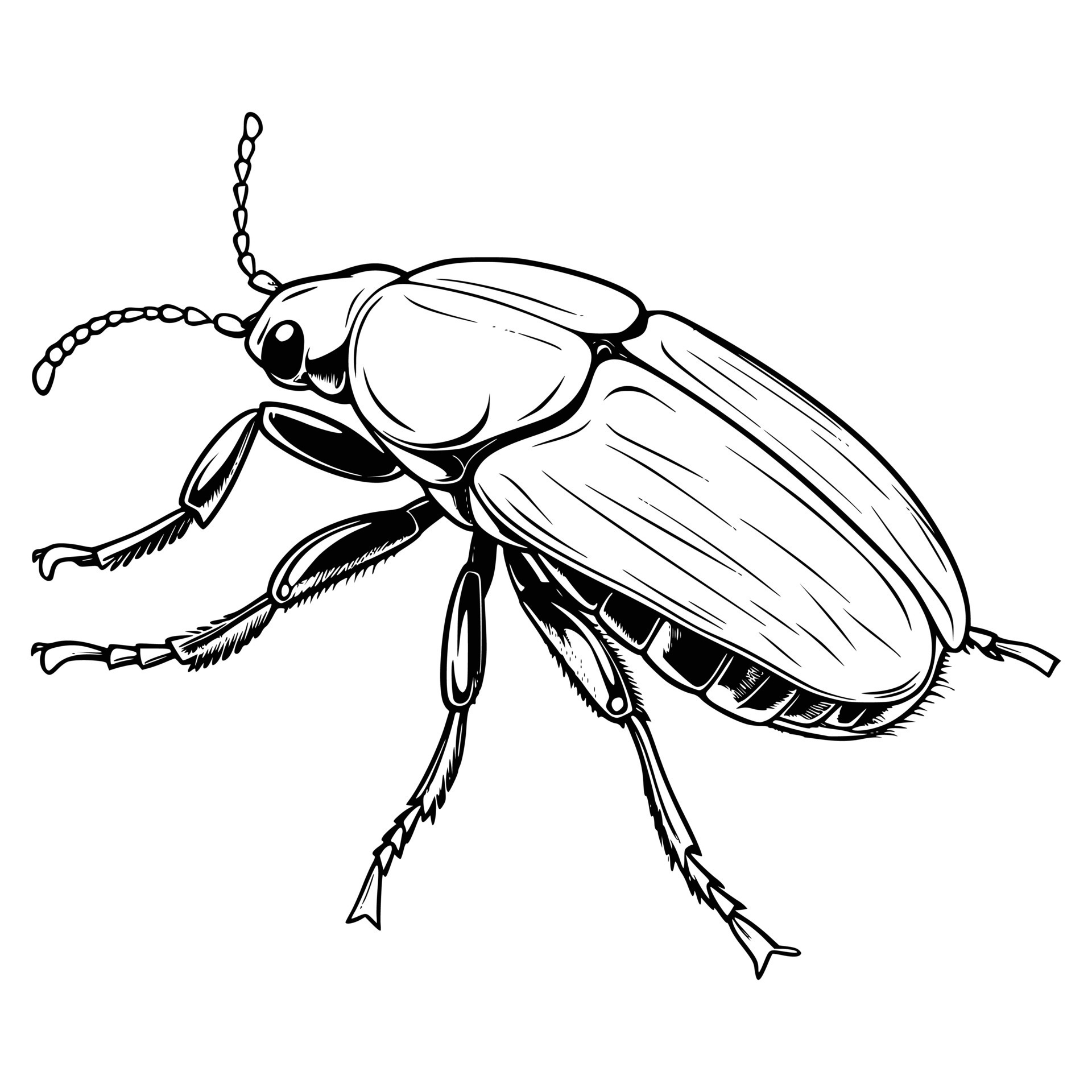 Beetle Coloring Page for Kids 27497646 Vector Art at Vecteezy