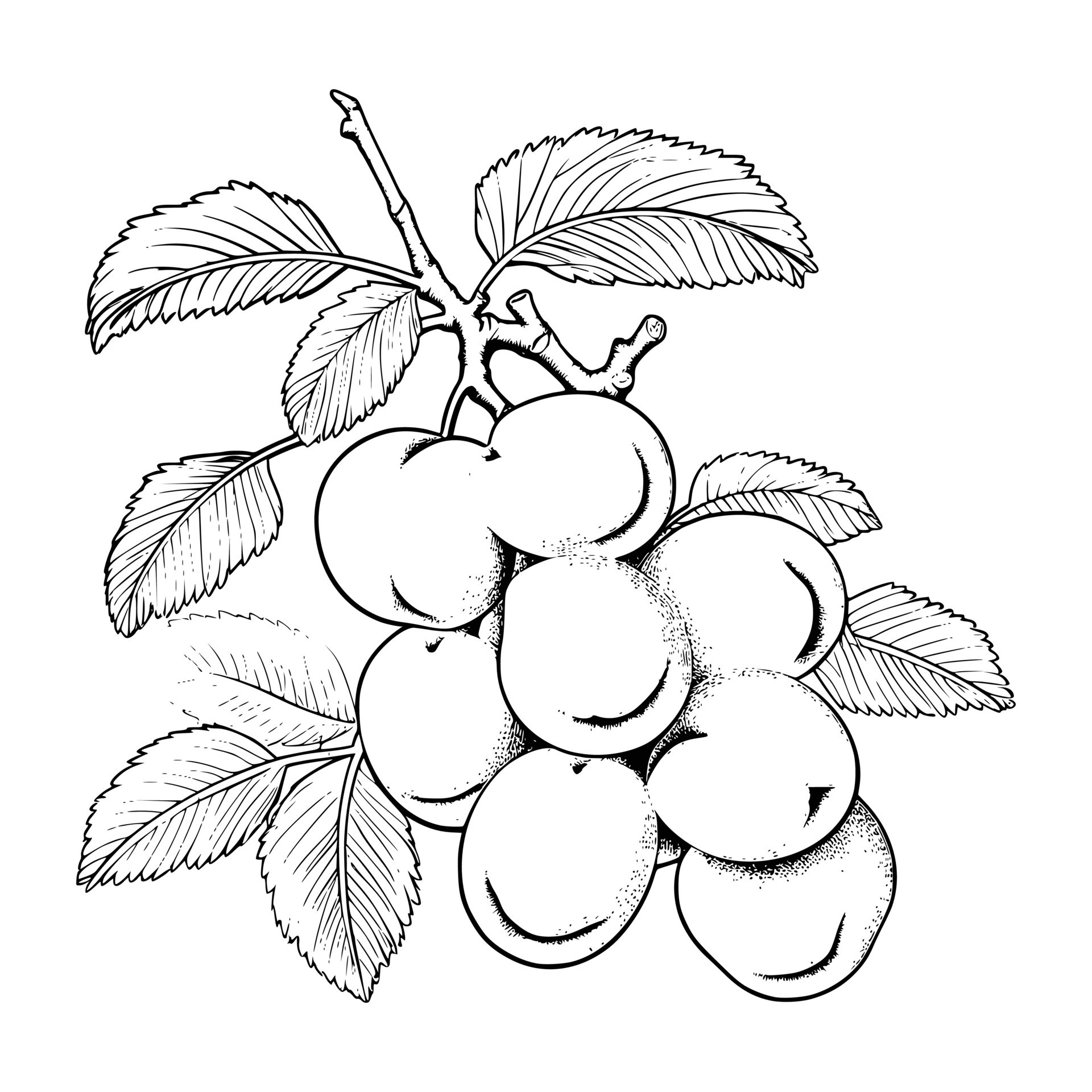 Apricot Coloring Page For Kids 27497656 Vector Art at Vecteezy