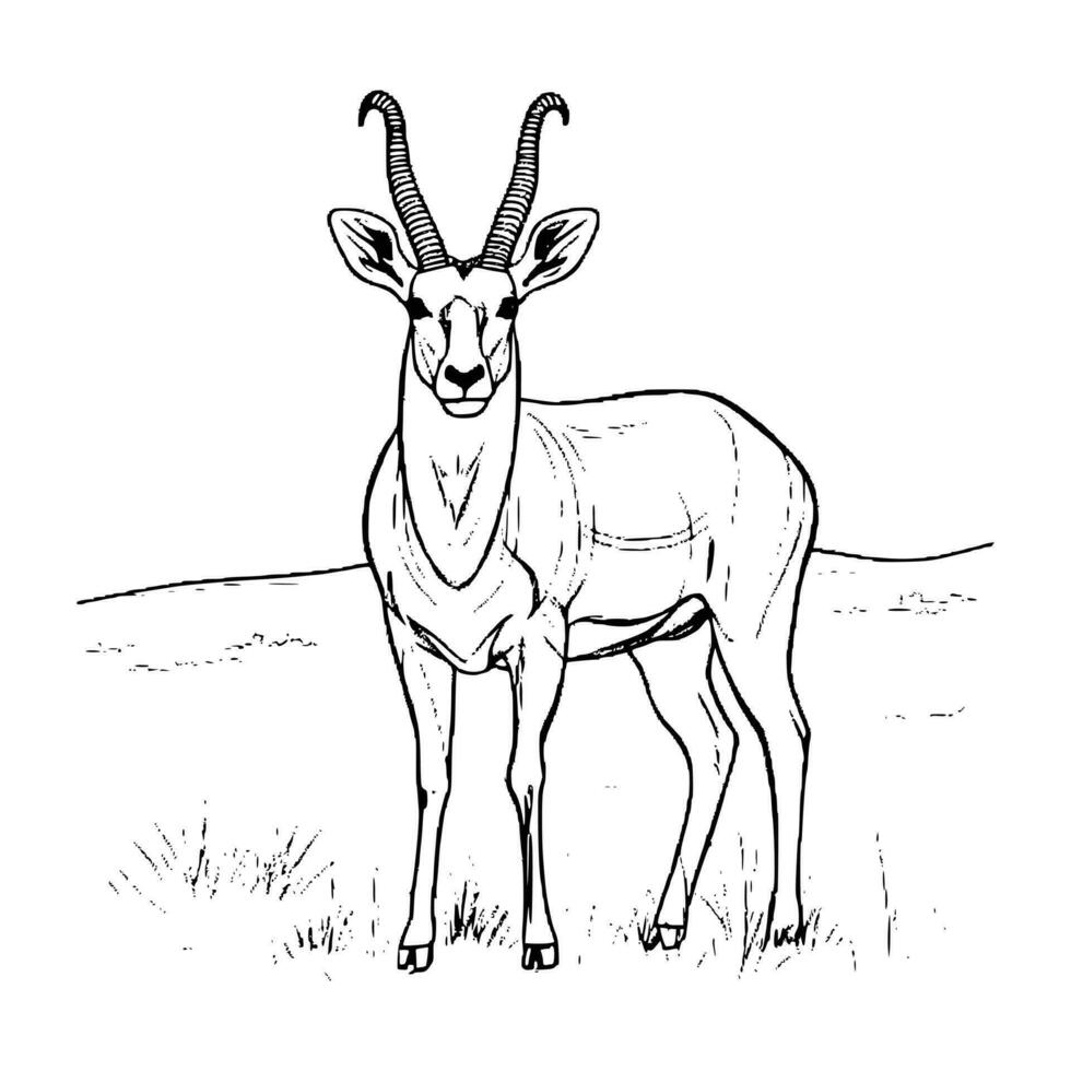 Antelope Coloring Pages For Kids vector