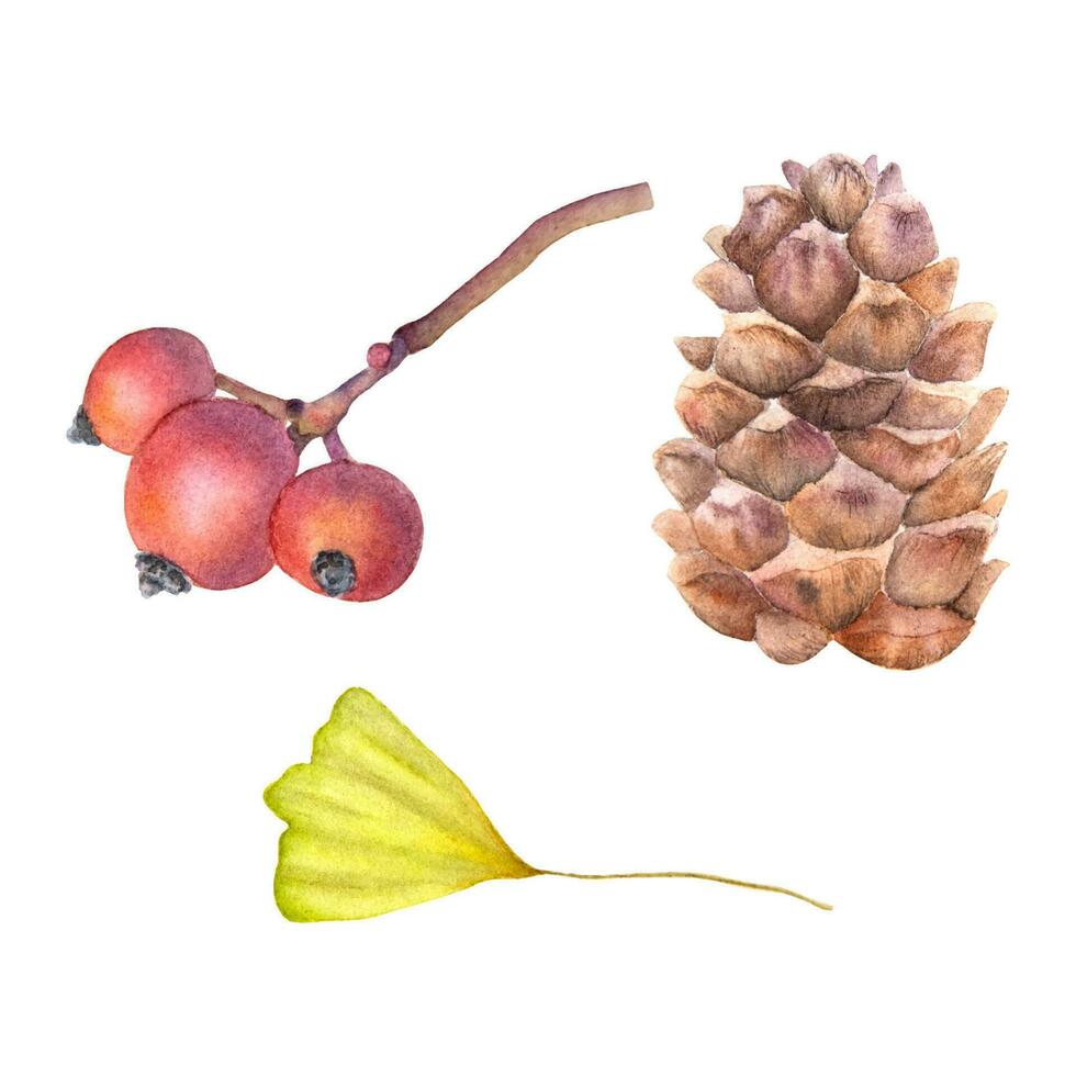 mano dibujado acuarela otoño conjunto con espino, cono y gingko biloba. vector