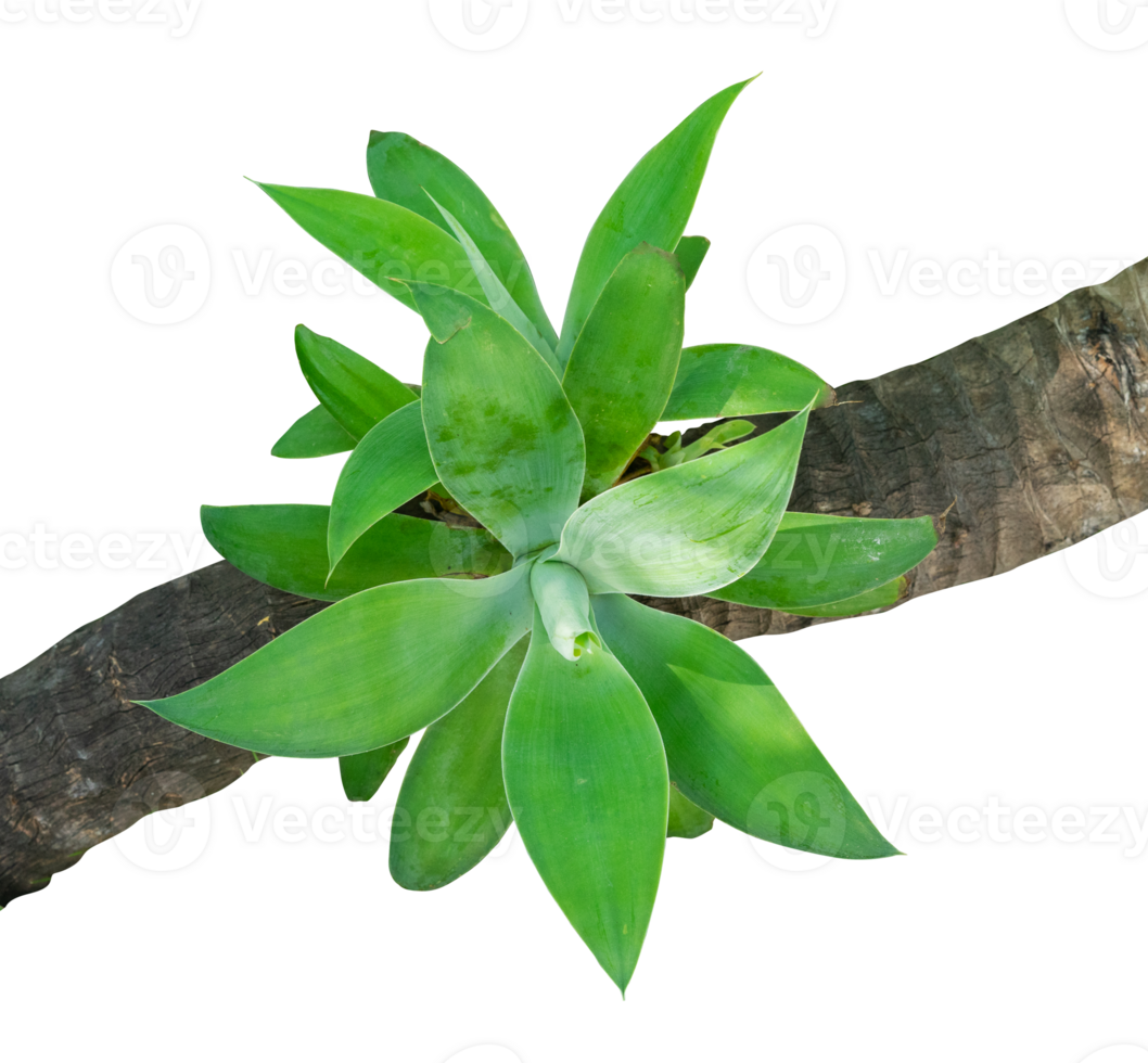 beautiful flower leaf on tree isolated png