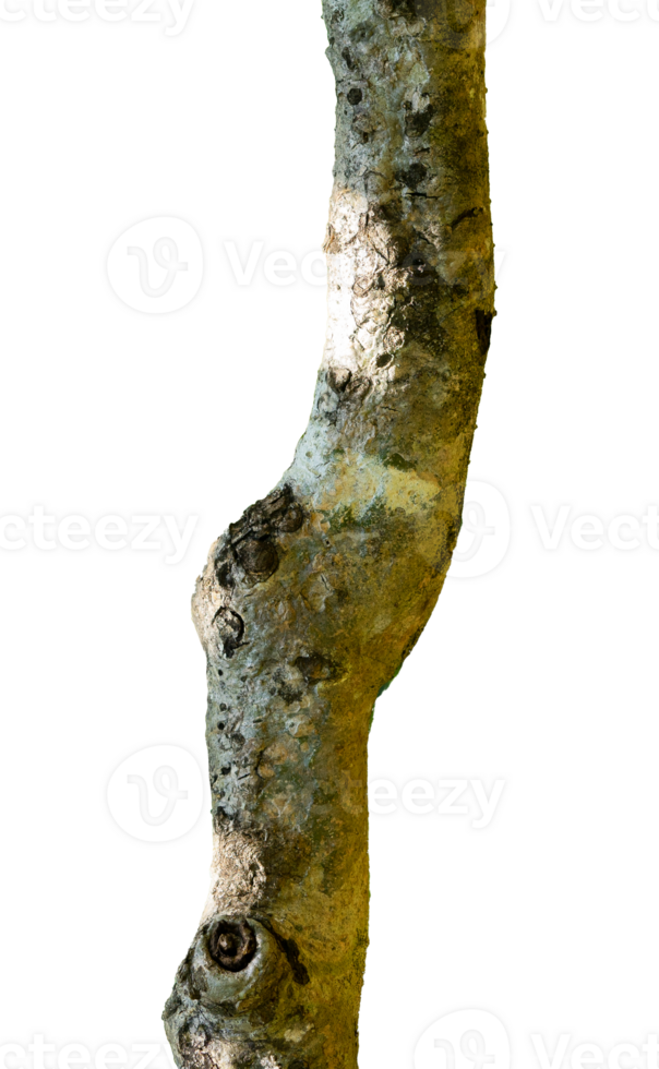 natural tree trunk isolated element png