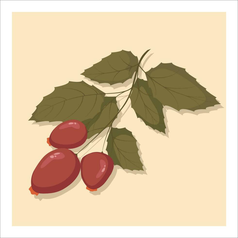 Rosehip branch isolated on white background. Rose hip, rose haw or rose hep red berries with leaves icon for package design. Vector illustration for design, cards, banners, flyer,