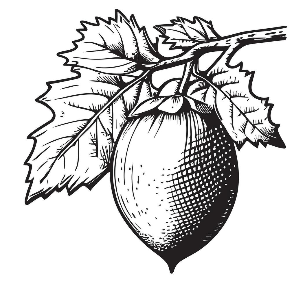 Acorn sketch hand drawn Vector illustration in doodle style Oak tree