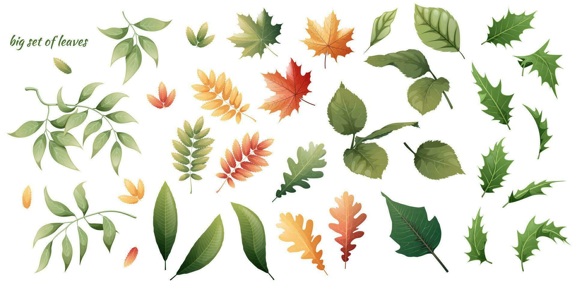 conjunto de planta hojas en un aislado antecedentes. pegatinas, clipart para decoración y diseño. vector