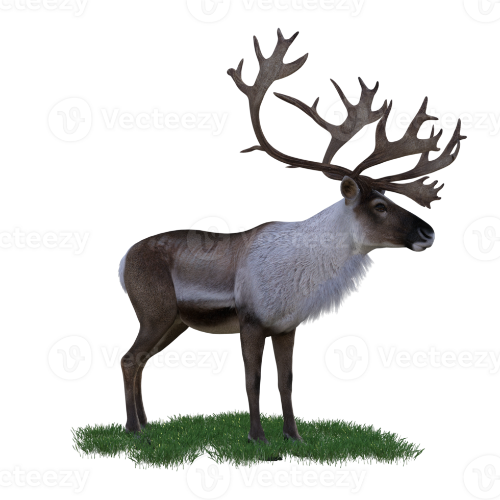 deer aimal isolated 3d png
