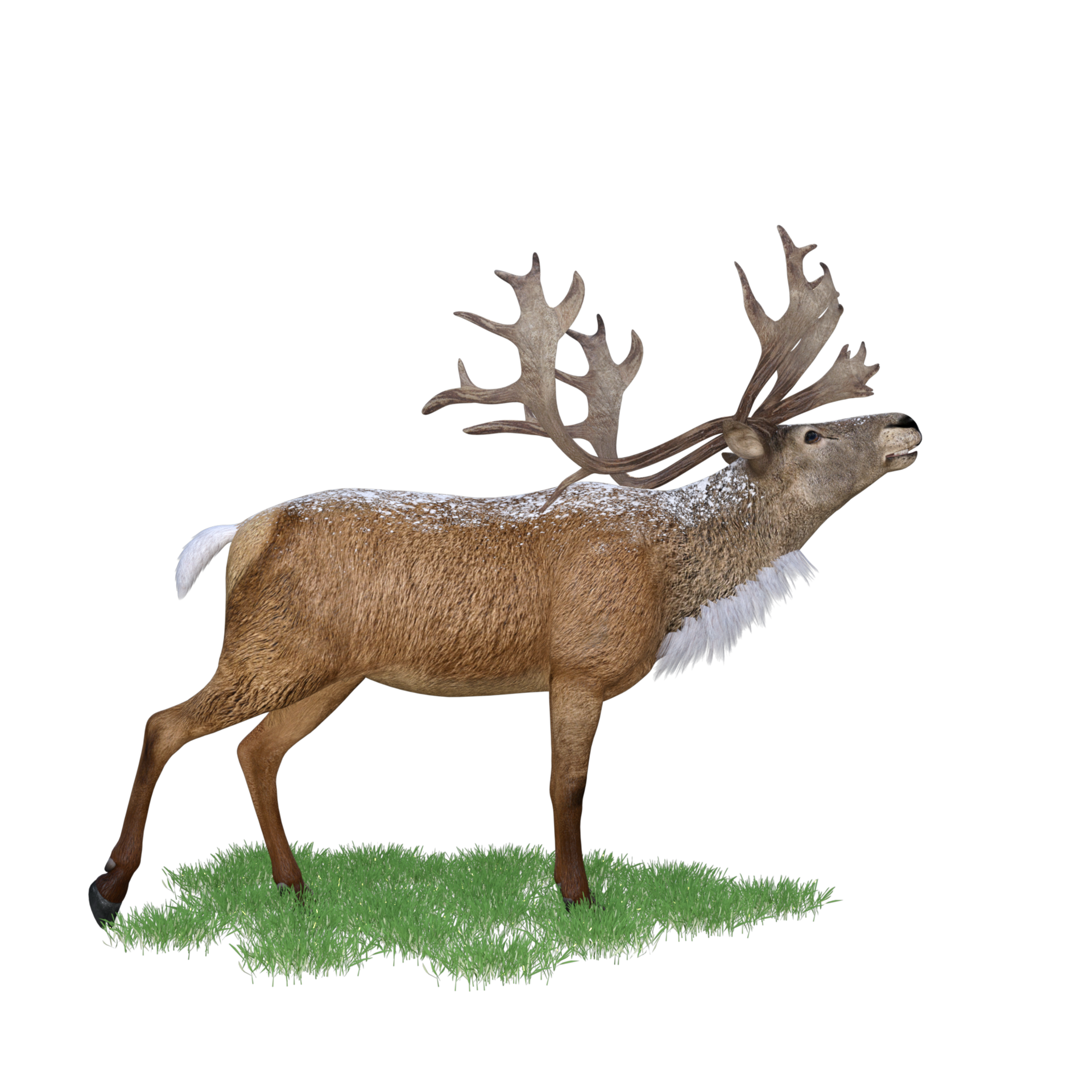 Deer red stag isolated 3d 27504444 PNG