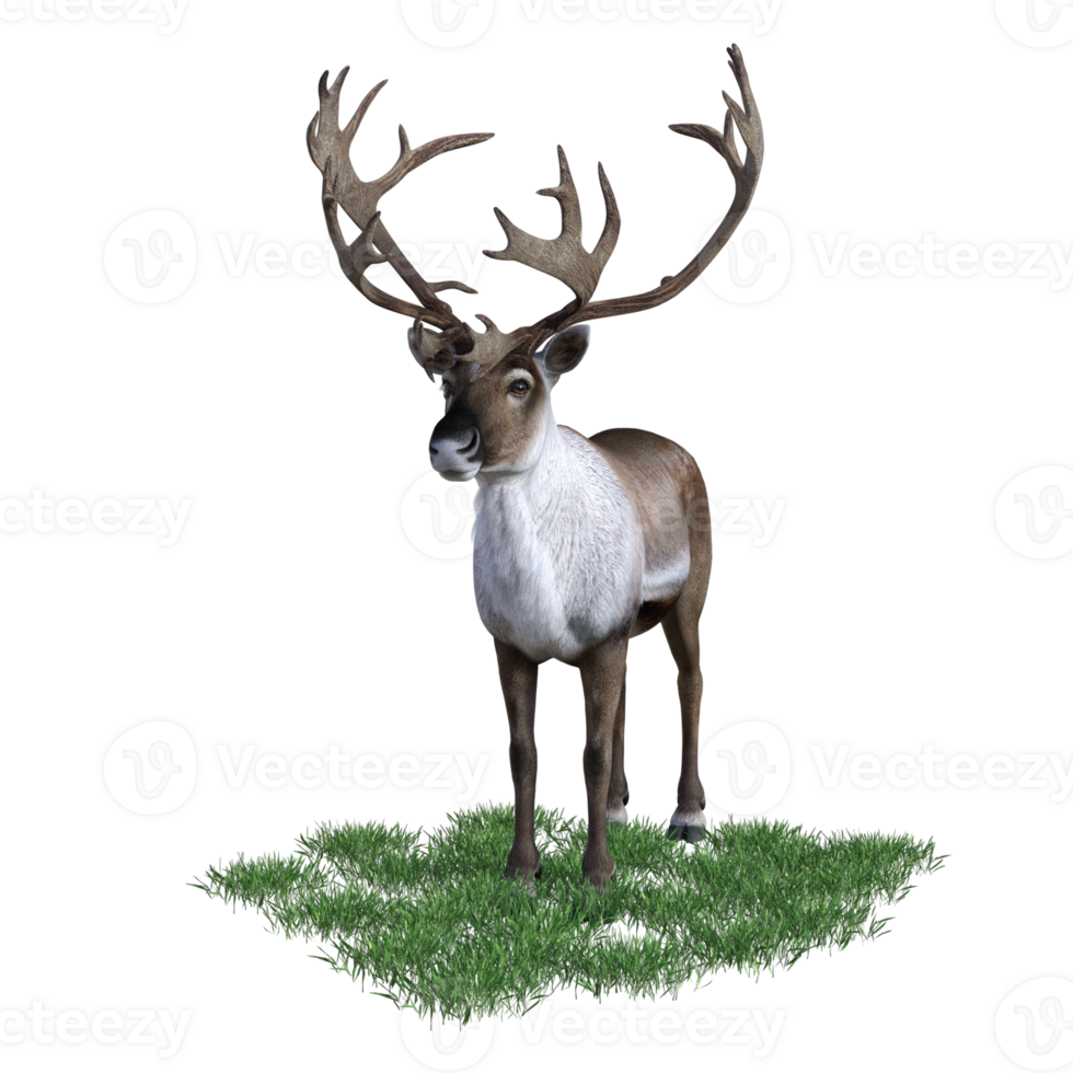 deer aimal isolated 3d png