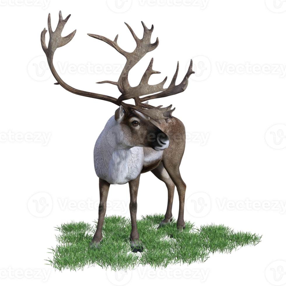 deer aimal isolated 3d png