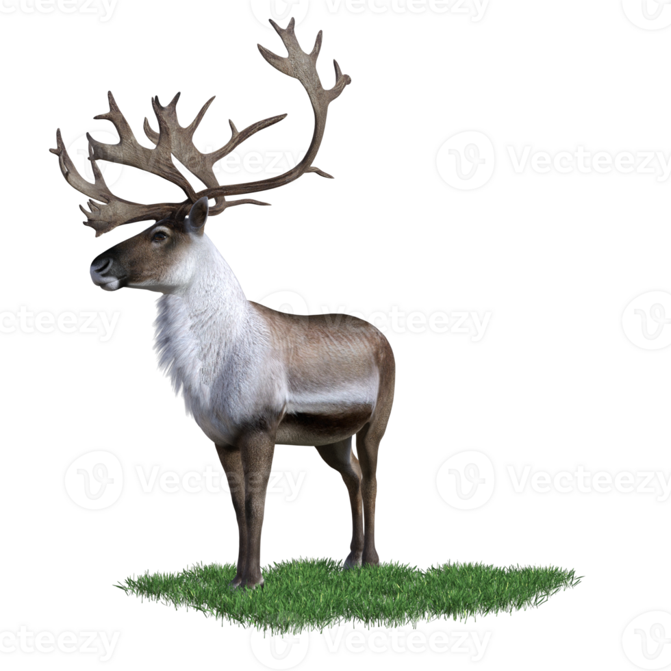 deer aimal isolated 3d png