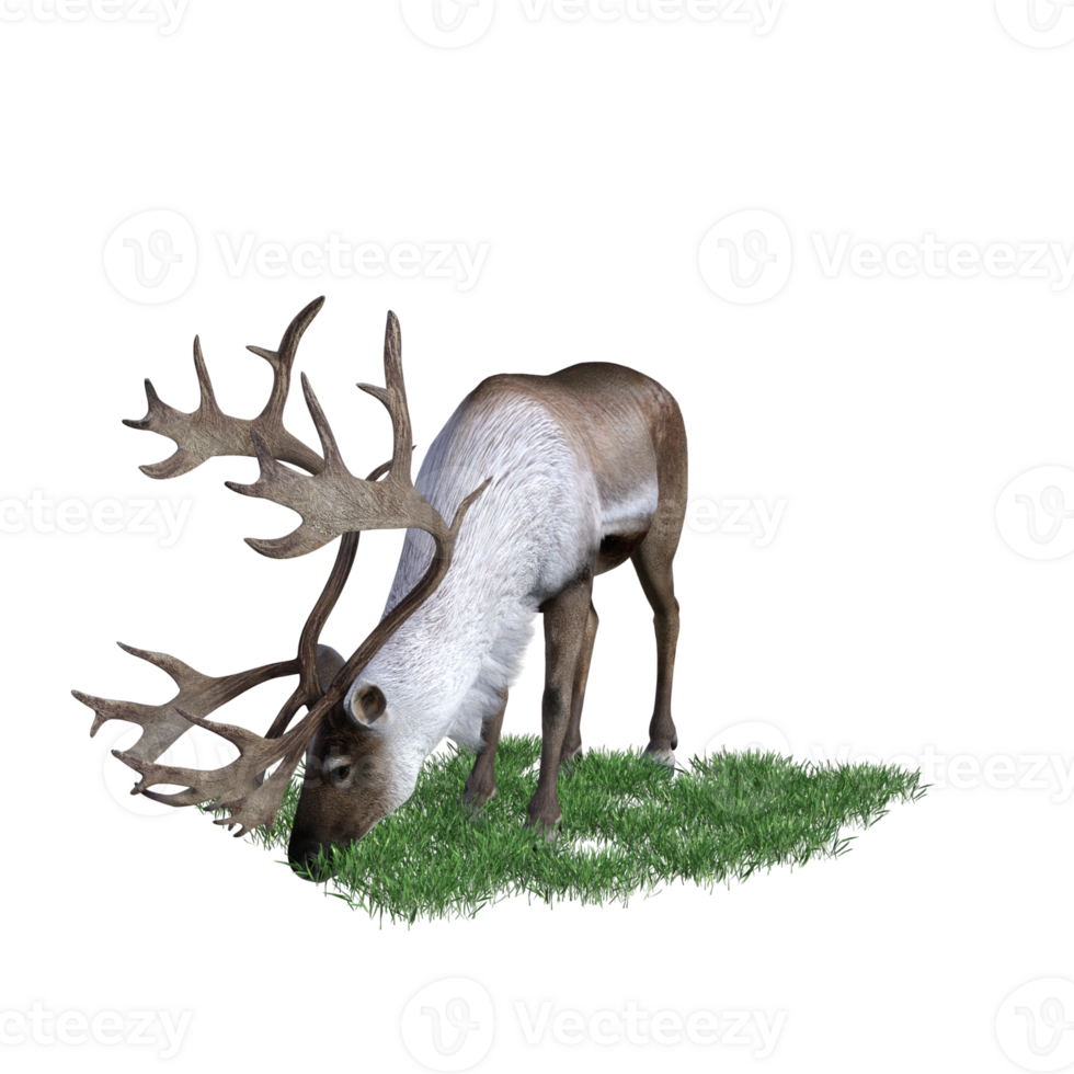 deer aimal isolated 3d png