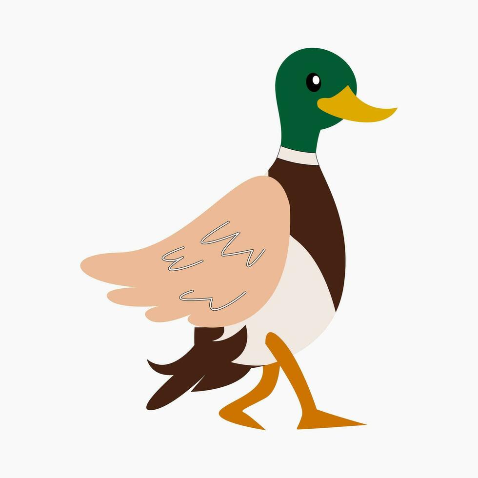 mallard duck walking side view in cartoon style. flat vector illustration.
