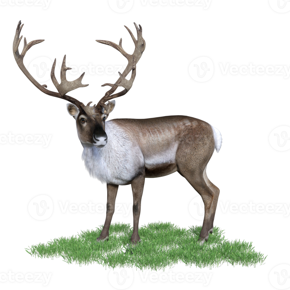 deer aimal isolated 3d png