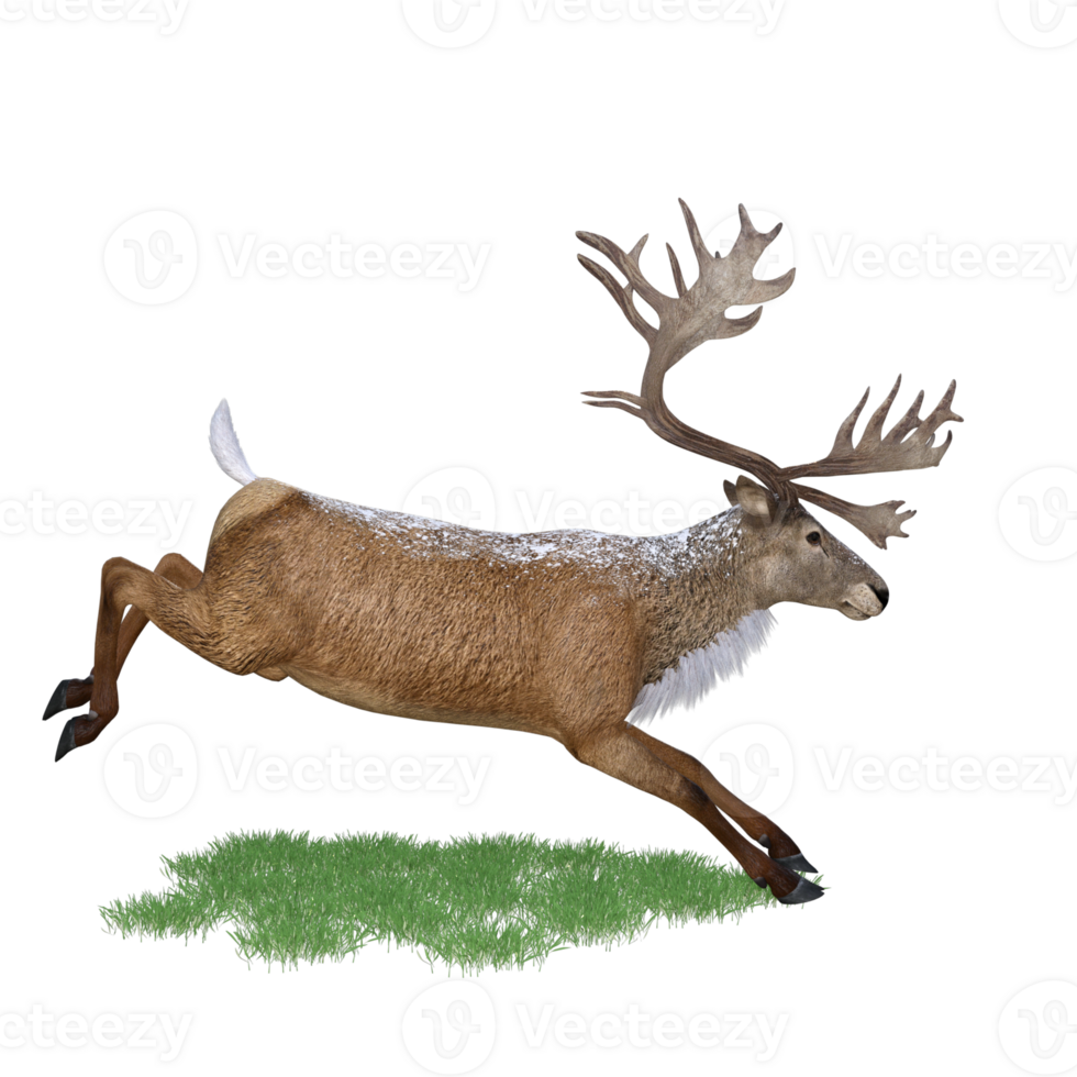 Deer red stag isolated 3d png