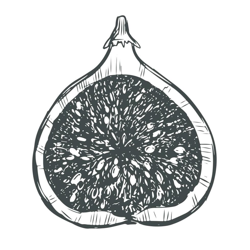 Half a fig. Vector illustration in engraving style, sketch on a white background. Hand drawn exotic fruit. Can be used as a design element for markets, menus, packaging. Vintage botanical illustration