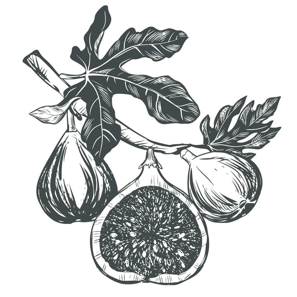 Fig branch on a white background. Tropical plant, raw fruit, leaf. Sketch of sweet fruits. Vector image in engraving style. Suitable for packaging design, logo.