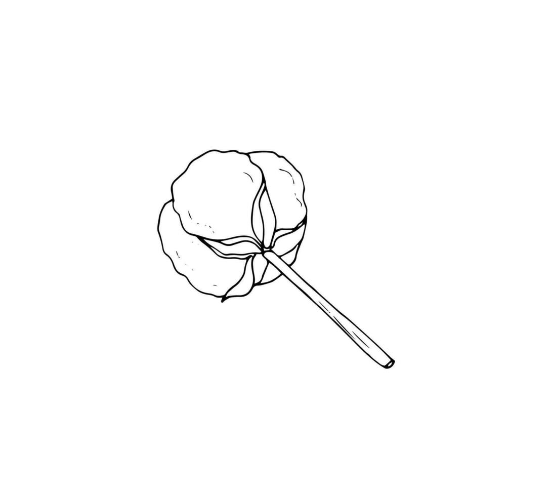 Cotton branch hand drawn illustration. Botanical hand drawn wedding herb, isoalted on white background. vector