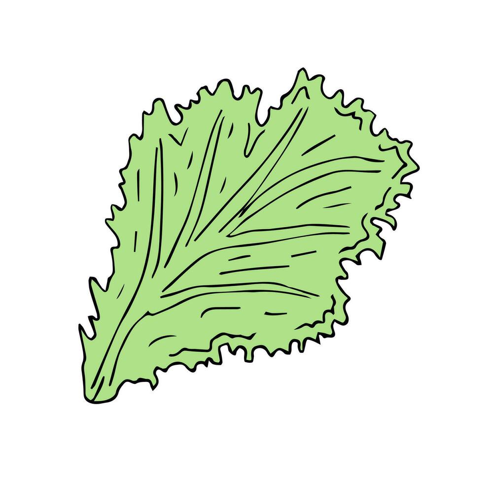 Vector hand drawn sketch doodle green salad leaf