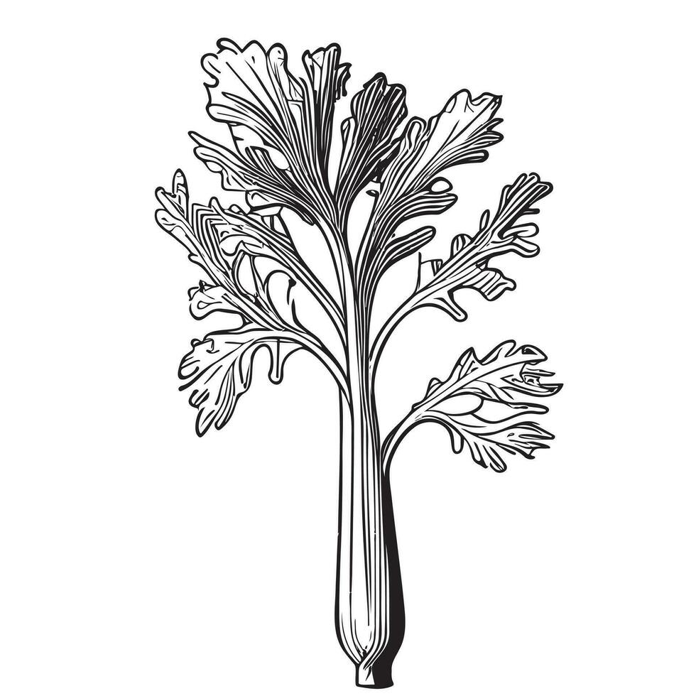 Celery hand drawn sketch Vector illustration in doodle style Vegetables