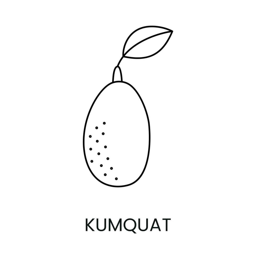 Citrus fruit Kumquat, line icon in vector to indicate on food packaging about the presence of this allergen.