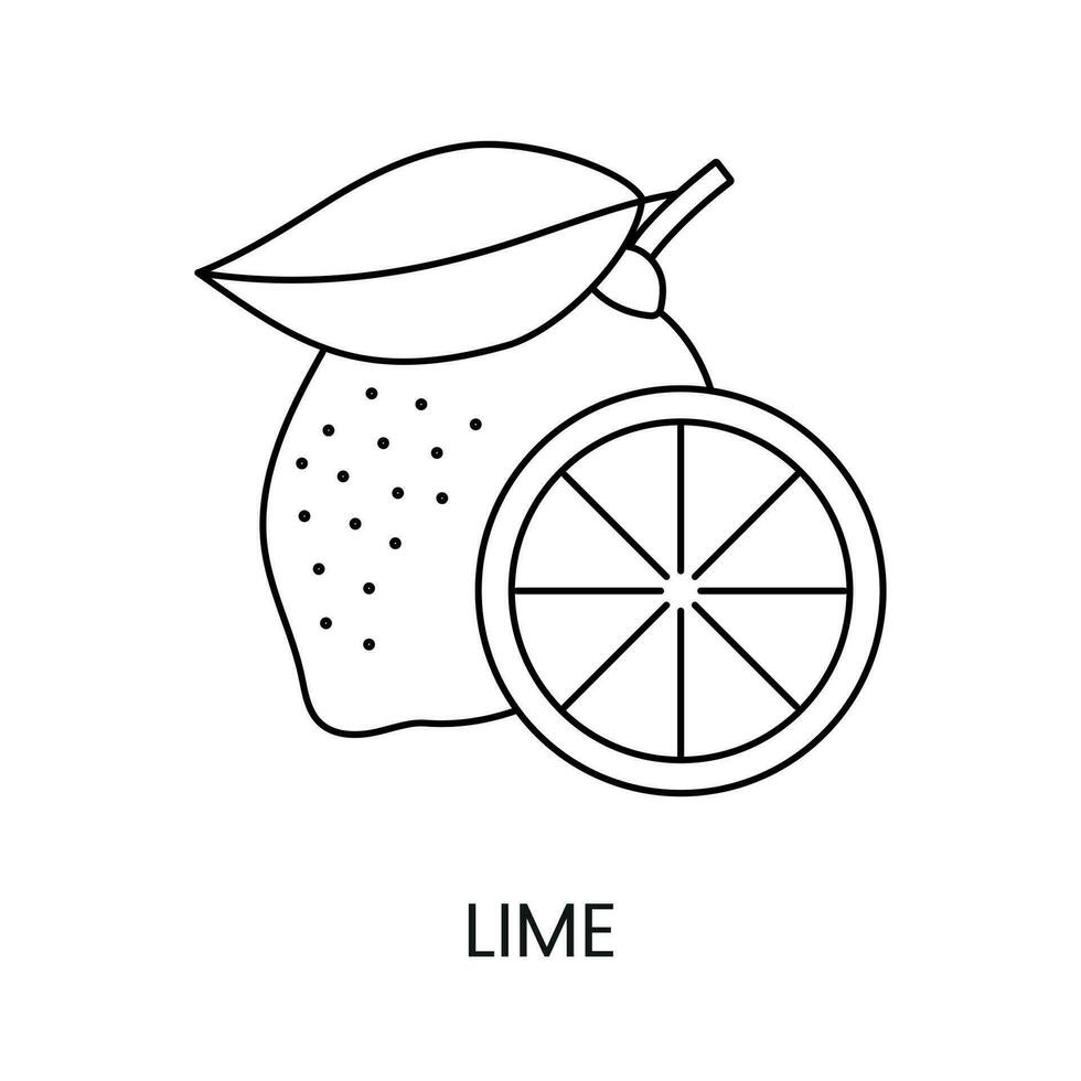 Citrus fruit Lime, line icon in vector to indicate on food packaging about the presence of this allergen