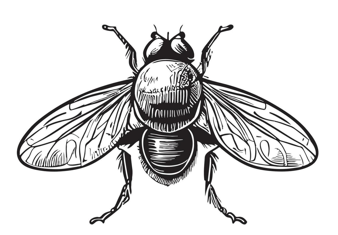 Fly top view hand drawn sketch Vector illustration