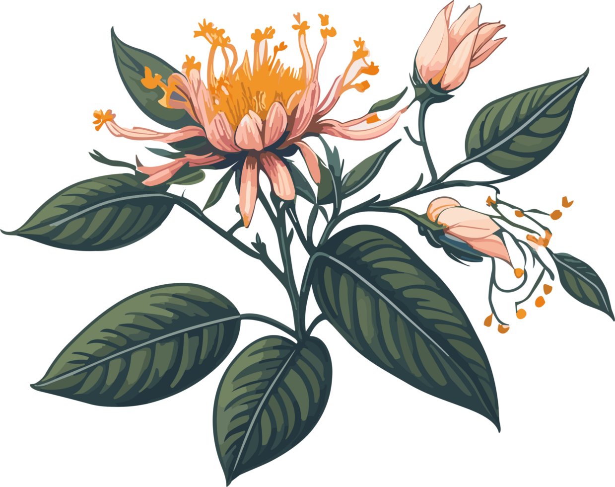 Honeysuckle love and sweet png