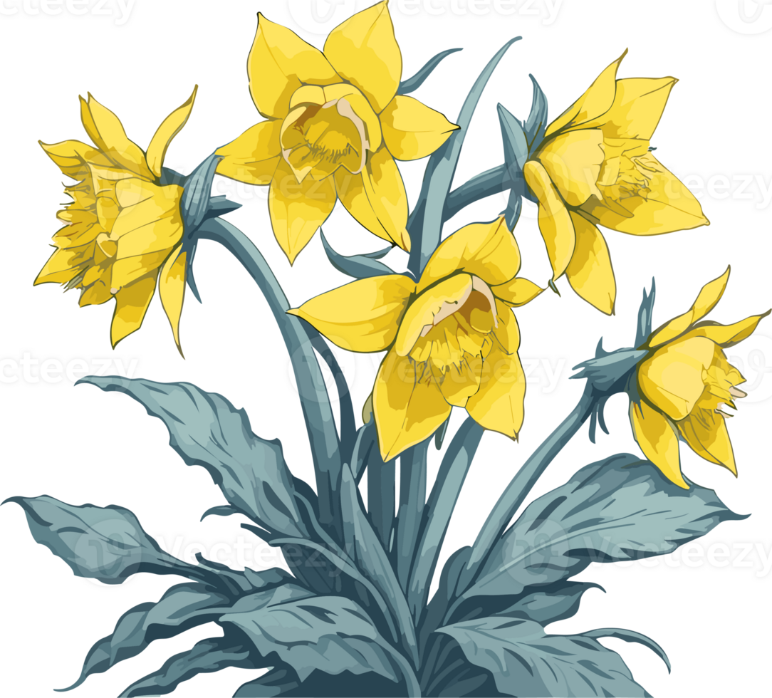 Daffodils bright and blooms 27509483 PNG