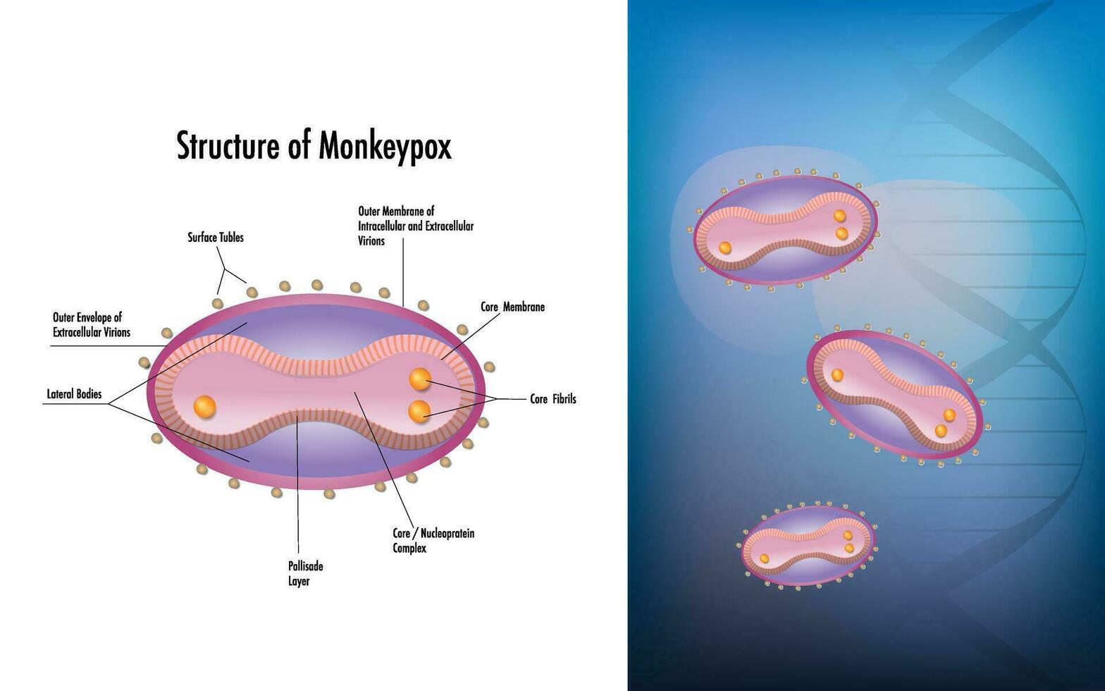 structure of monkeypox virus illustration vector