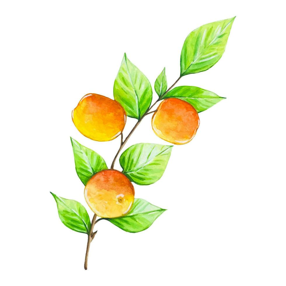 Branch with ripe peaches, watercolor vector