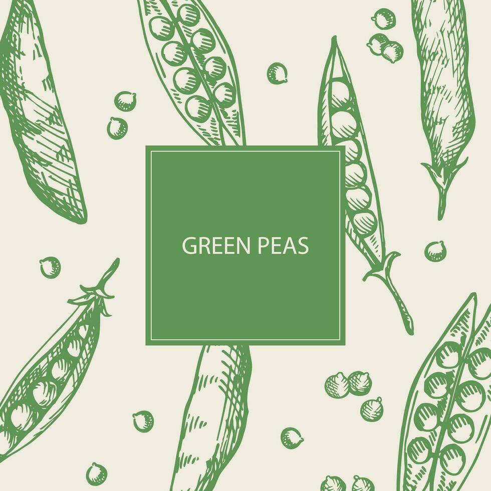 Pea label template background. Hand drawn frame backdrop with pea plants and grains, vector illustration. Food, harvest, agriculture. Design element for label, print, template, packaging, logo, banner