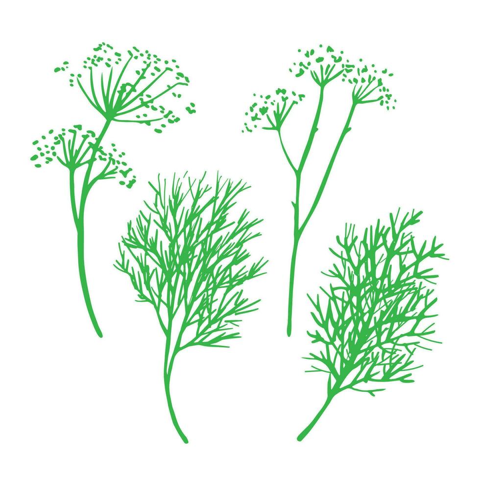 Dill drawing isolated white background. Doodle sketch of edible fennel plant vector illustration for label, packaging, template, logo, background, design. Greenery, organic food,fragrant seasoning.