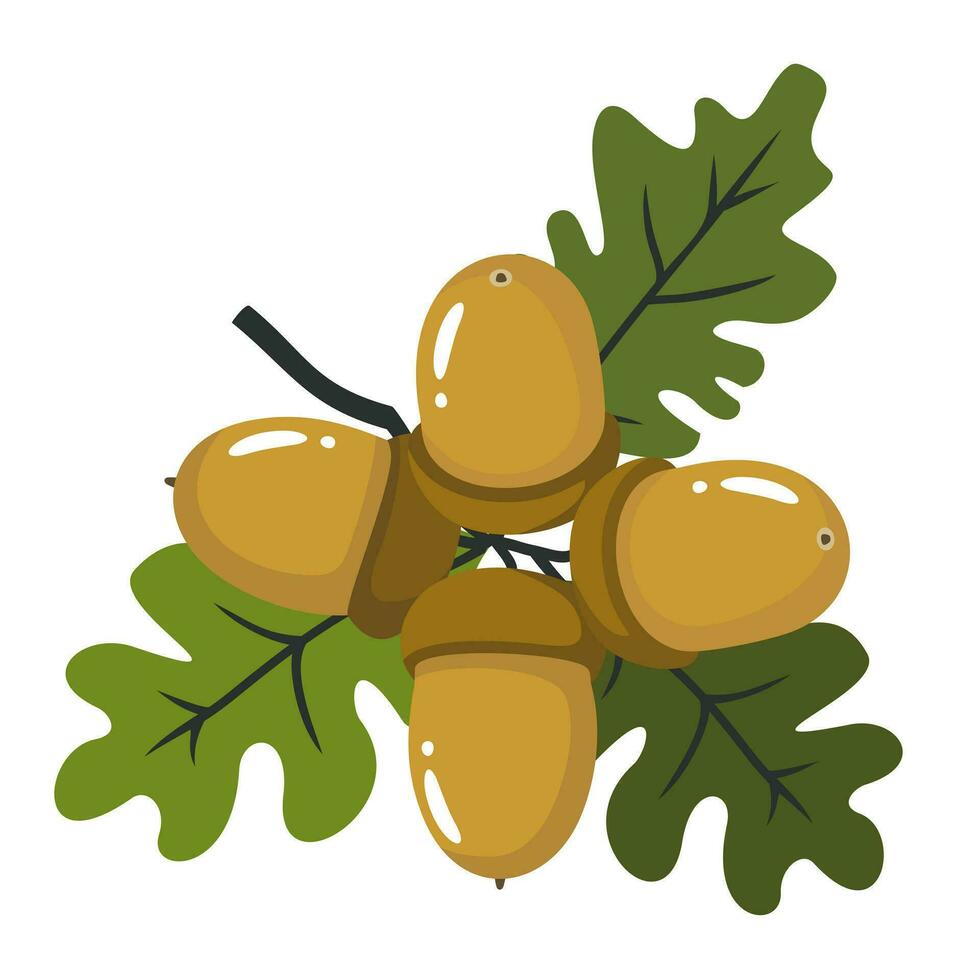 Acorns on branches with oak leaves. A bunch of acorns. Illustrated vector clipart.