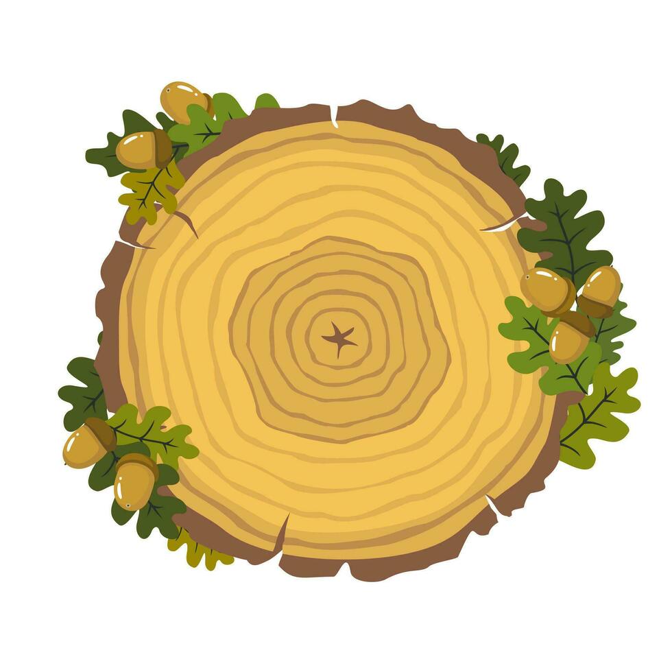 Cross section of an oak tree with annual rings. Oak leaves and acorns. Illustrated vector clipart.