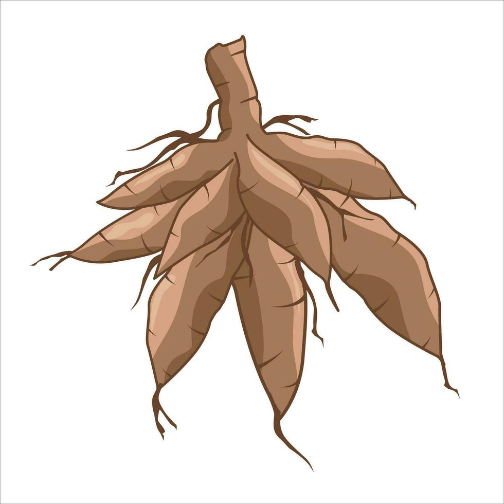 Vector illustration of cassava tuber. Cartoon design of cassava, or manioc, with the name latin name Manihot esculenta. Grown by farmers in the tropics. Available in traditional markets
