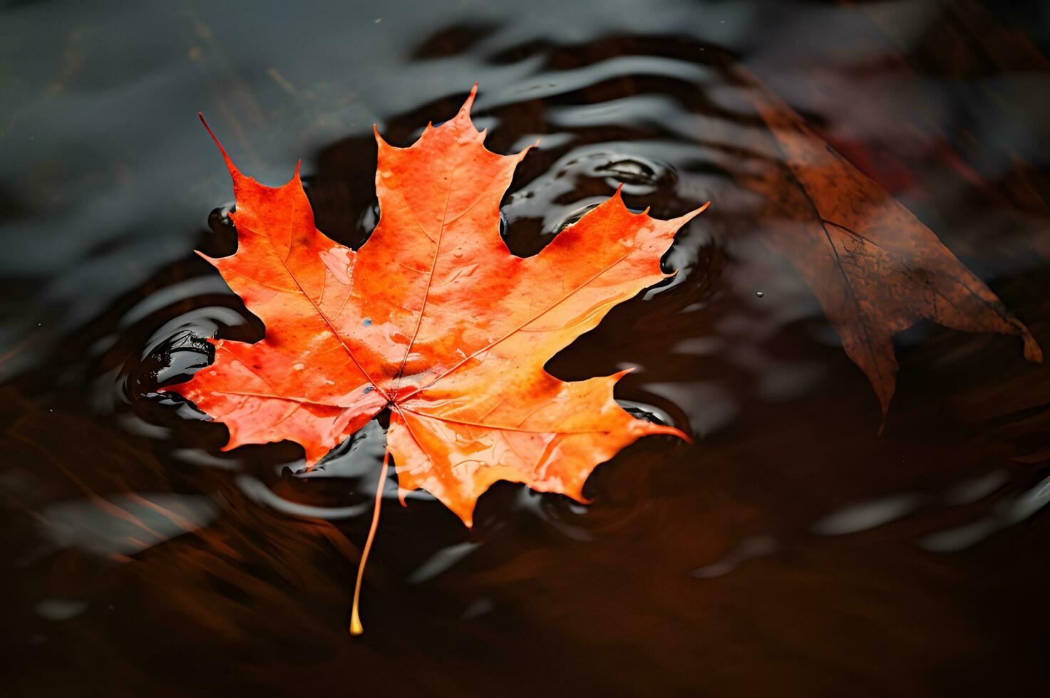 Dry fall maple leaf floating on water photo