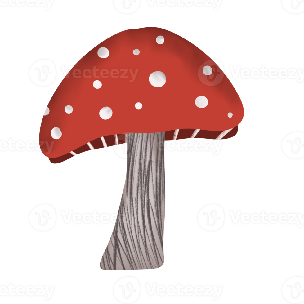 autumn mushroom illustration png