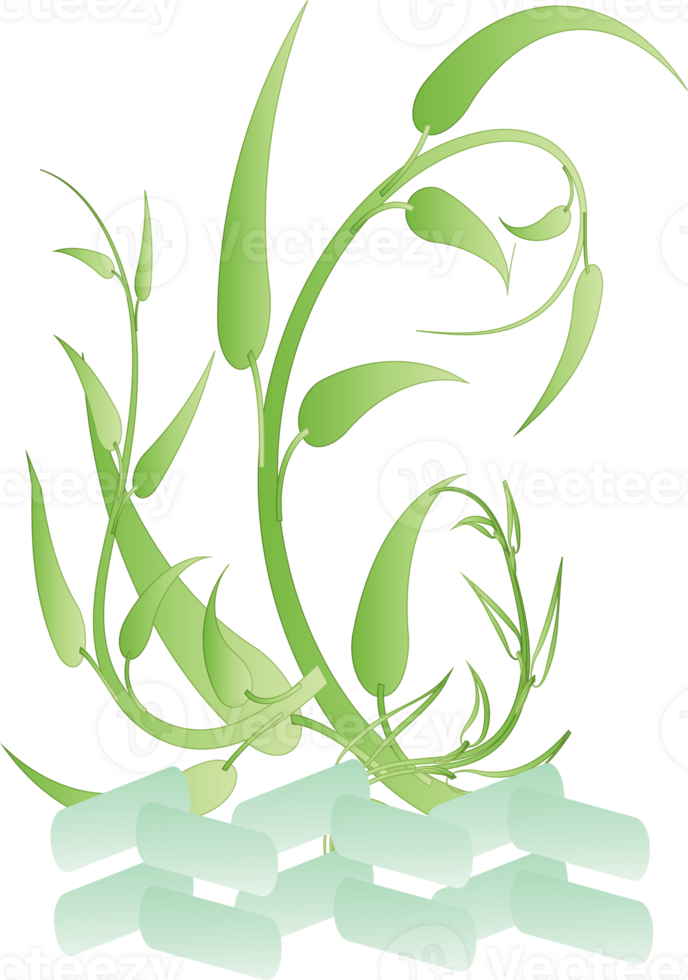 Flower botany aesthetic plants for decorative abstract backgrounds png