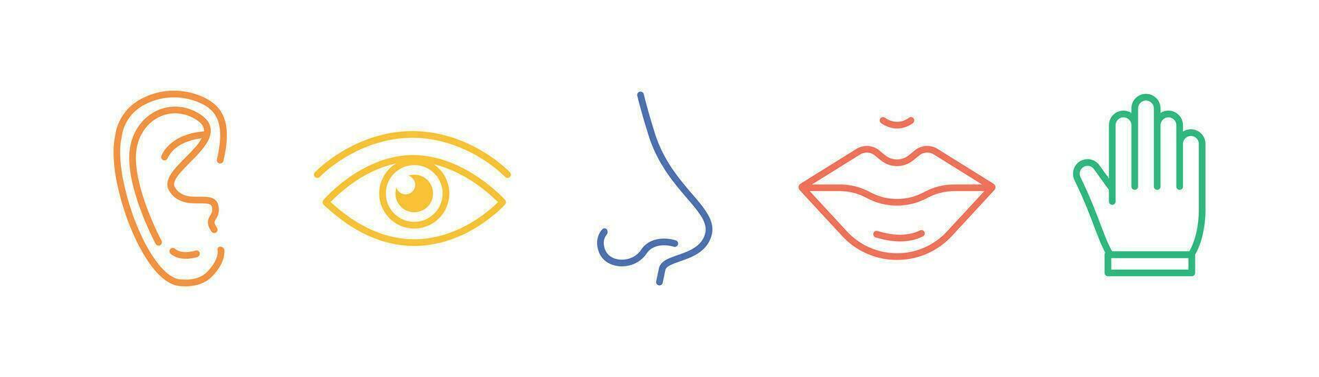 cinco Sentidos de humano nervioso sistema línea íconos color colocar. 5 5 cinco tipos simbolos ojo, nariz, oreja, mano, boca. vista, oler, audiencia, tocar, gusto concepto. vector ilustración