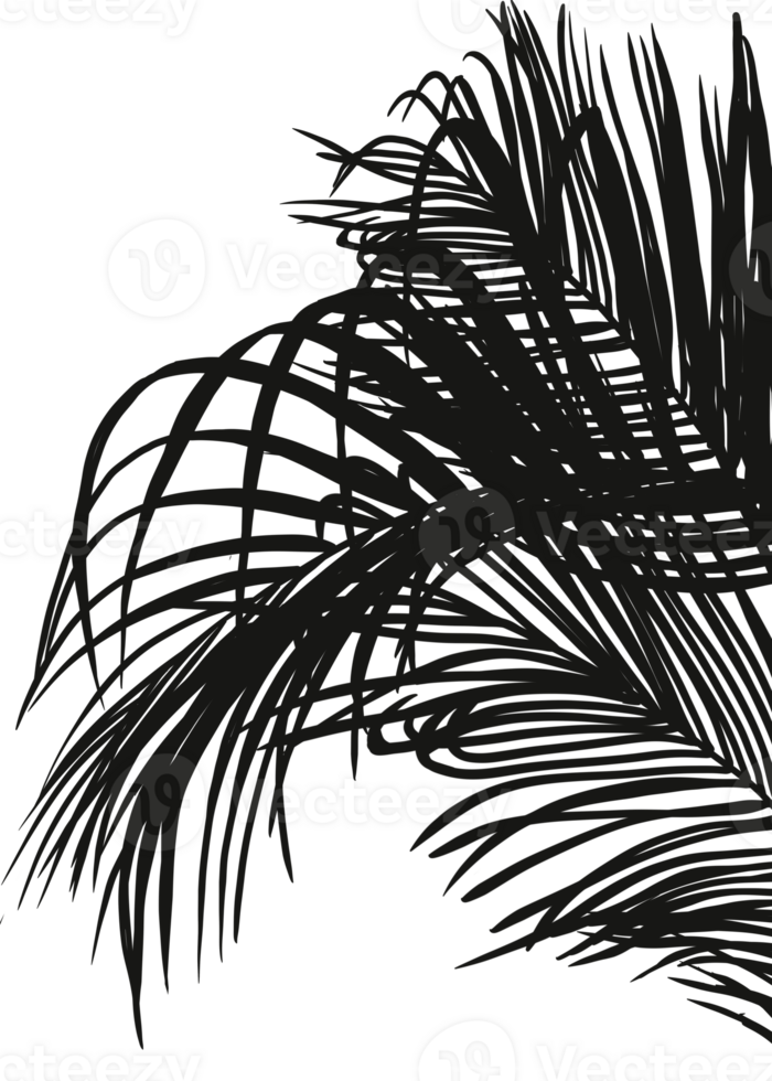 Shadow Palm Leaves silhouette , Tropical Coconut Leaf Overlay, Element object for Spring Summer, Mock up Product Presentation png