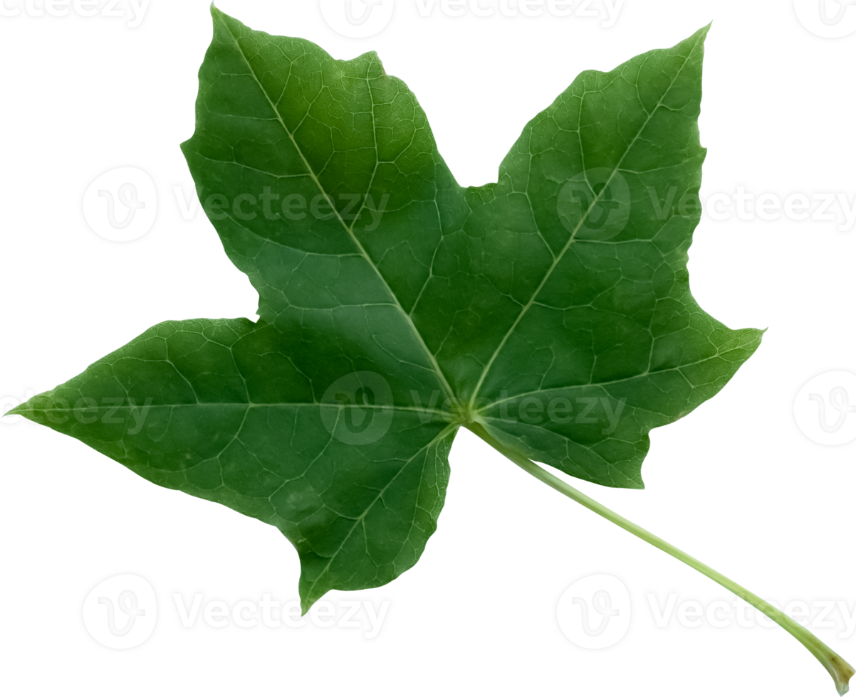 Green Maple Leaf Isolated,Element for Spring and Summer seasonal themed nature concept,Can use for Icon of Autumn or fall Season png