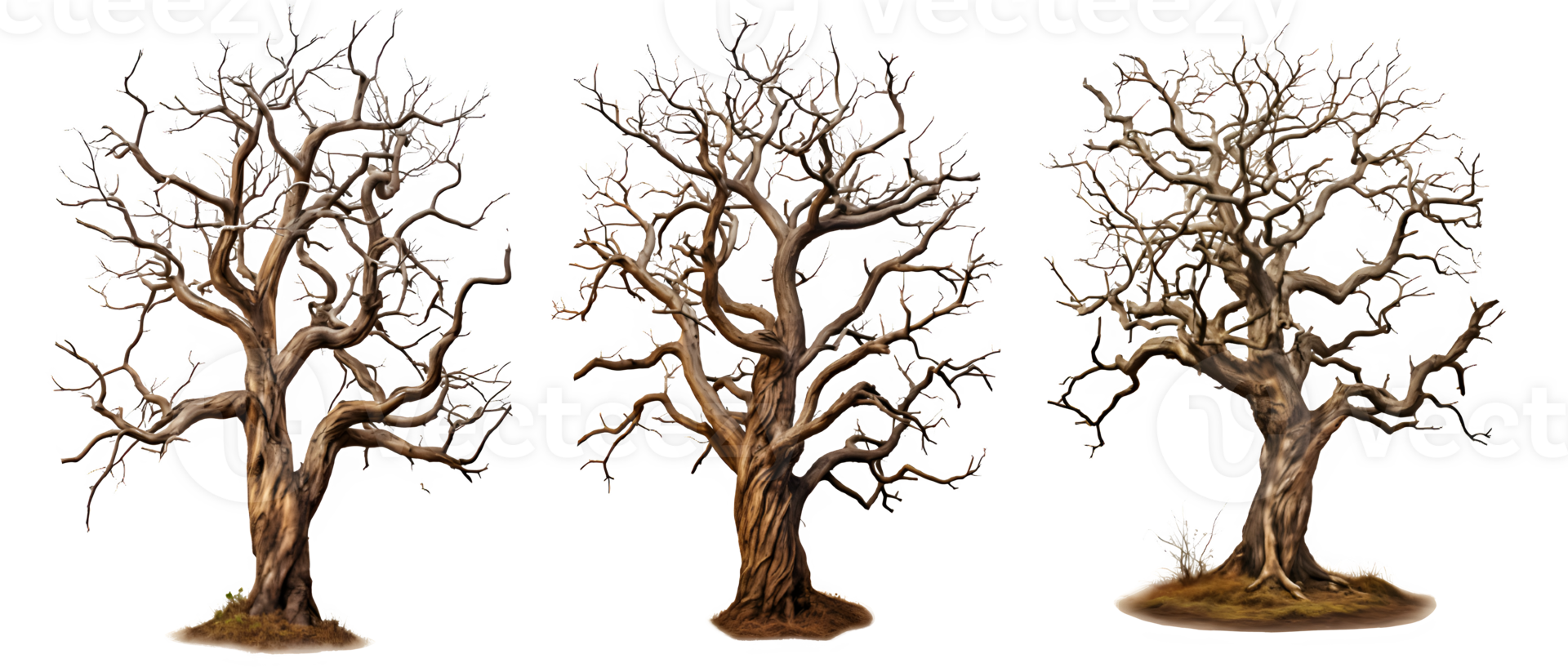 dead tree isolated on transparent background ,dry tree cut out ,generative ai png