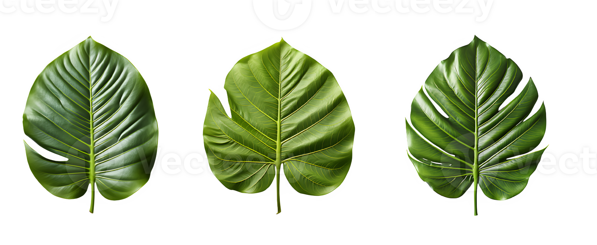 tropical green leaf cut out isolated on transparent background ,generative ai png