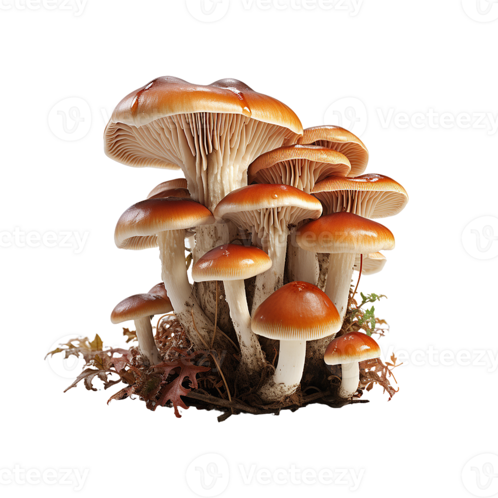 champignon png, transparent Contexte ai génératif png